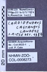 Etiketten zu Cardiophorus castaneus (Candèze, 1878) (NHMW-ZOO-COL-0008273)